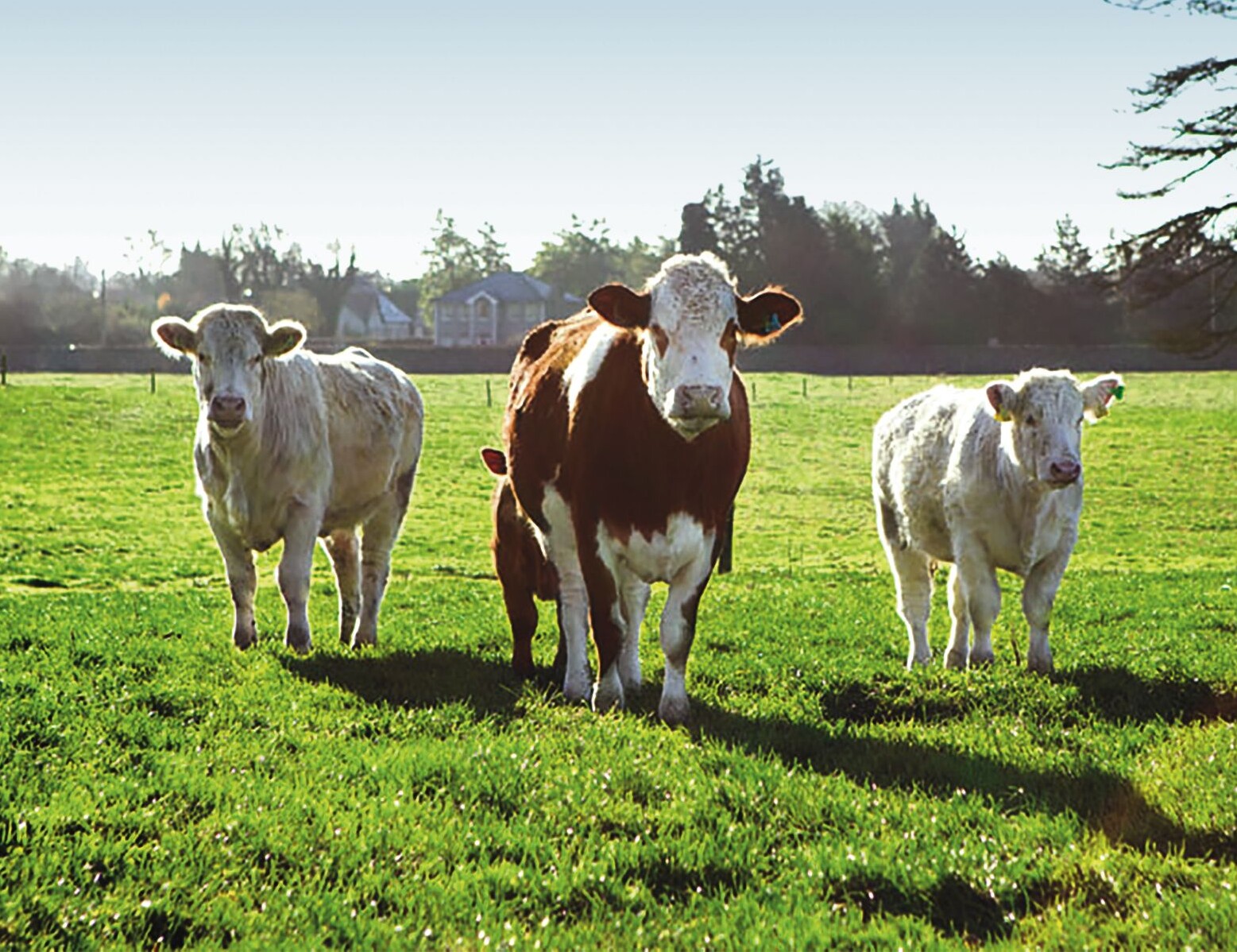 Eine Gruppe von Kühen auf einer Wiese.